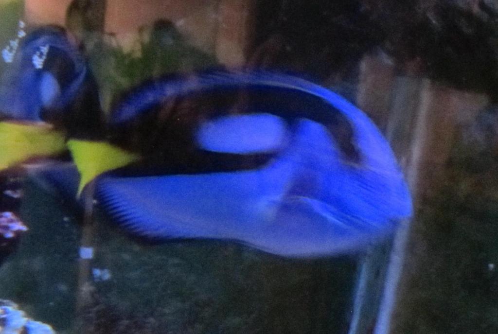 Blue Tang