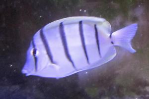 Convict Tang Thumbnail