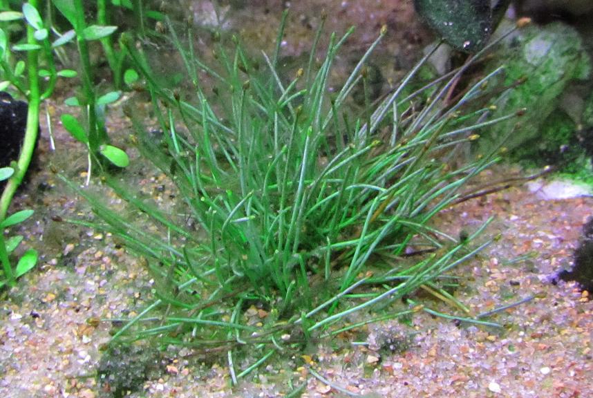 Unknown Eleocharis (spike rush)