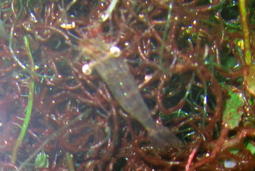 Gulf Marsh grass shrimp