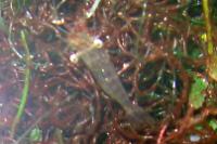 Gulf Marsh Grass Shrimp Thumbnail