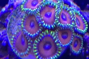 Eagle Eye zoanthid Thumbnail