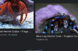 Blue leg hermit crab Thumbnail