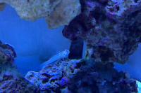 Diamond Watchman Goby