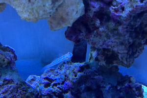 Diamond Watchman Goby