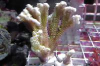 Montipora spongodes