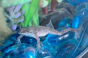 African Dwarf Frog Thumbnail