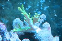 Green Thick Finger Leather Coral Thumbnail