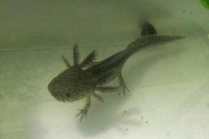 Axolotl Thumbnail