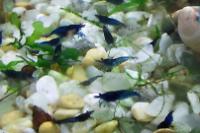 Blue Dream Shrimp Thumbnail