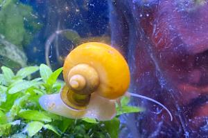 Mystery Snail Thumbnail