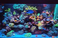 My Aquarium on April 20, 2022