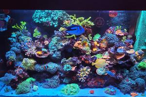 My Aquarium on April 20, 2022