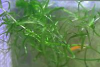 Guppy Grass Thumbnail