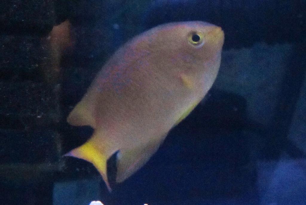 Lemon Chromis