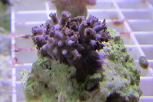 Pink Pulsating Xenia Thumbnail