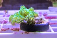 Pocillopora - bright green Thumbnail