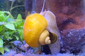 Mystery Snail Thumbnail