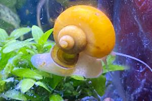 Mystery Snail Thumbnail