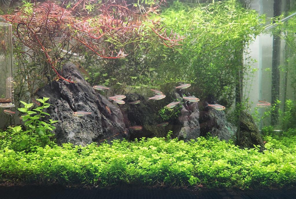 45CM Planted Shrimp Tank on Apr 30, 2022