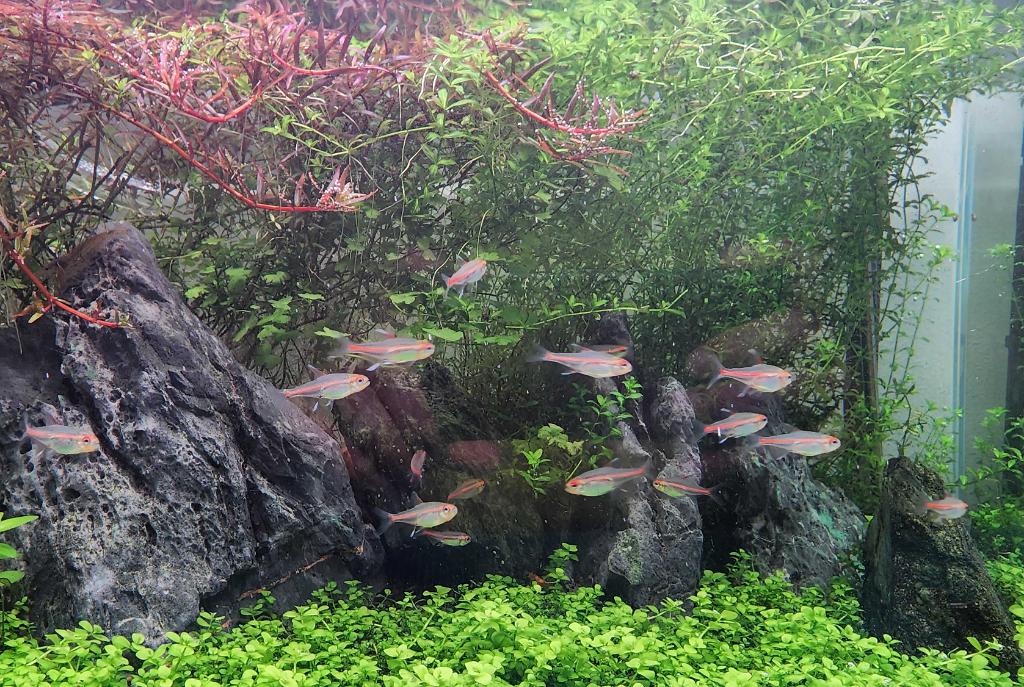 45CM Planted Shrimp Tank on Apr 30, 2022