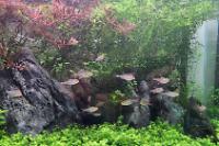 45CM Planted Shrimp Tank on Apr 30, 2022