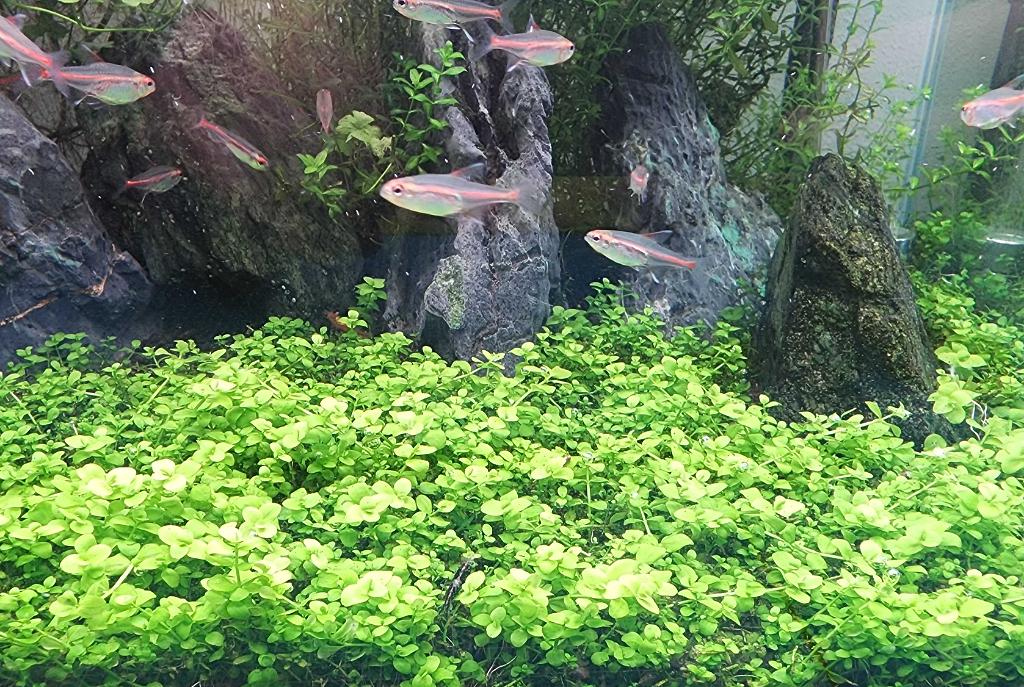 45CM Planted Shrimp Tank on Apr 30, 2022