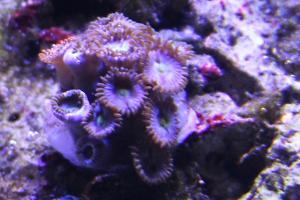 Ólafur Reefaquarium Red Sea 30G Thumbnail