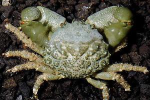 Emerald Crab Thumbnail