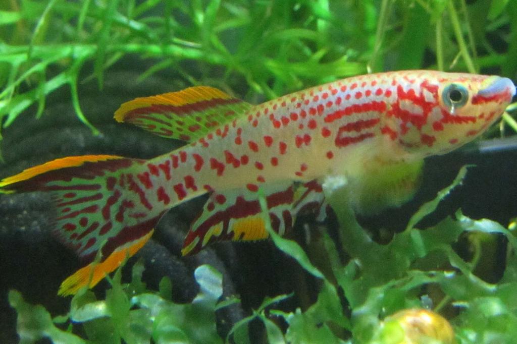 Panchax / Epiplatys esekanus 33