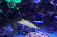 Canary Blenny Thumbnail