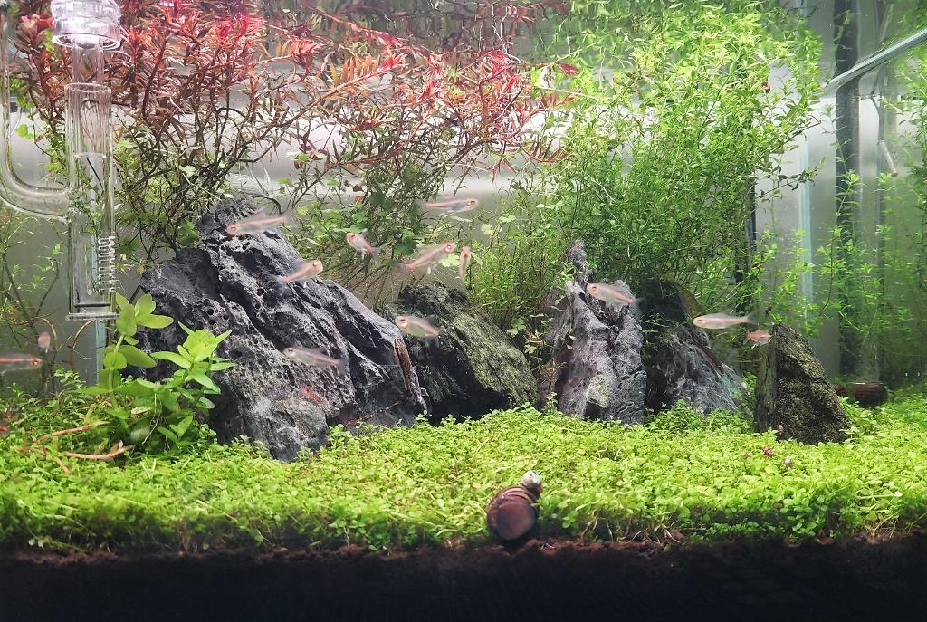 45CM Planted Shrimp Tank on May 8, 2022