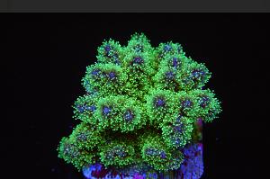 Pocillopora tri-color ultra Thumbnail