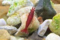 Bloody Mary Shrimp Thumbnail