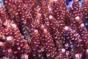 Acropora Convexa Thumbnail