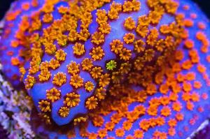 Rainbow montipora Thumbnail