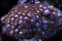 Blue Zoa August 28, 2013