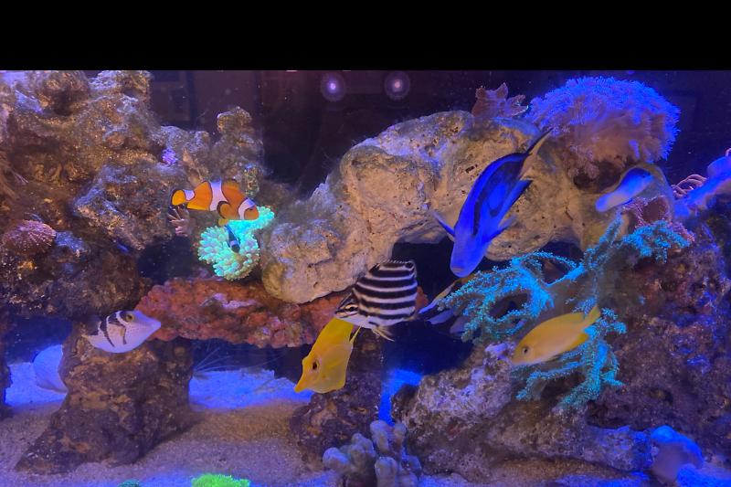 Reef Tank Thumbnail