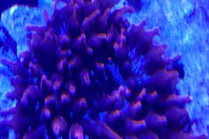 Rose Bubble Tip Anemone Thumbnail