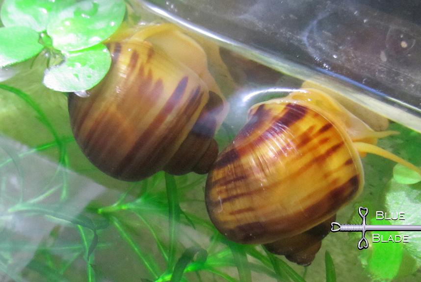 Mystery Snail (chestnut) Juvenile