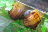 Mystery Snail (chestnut) Juvenile