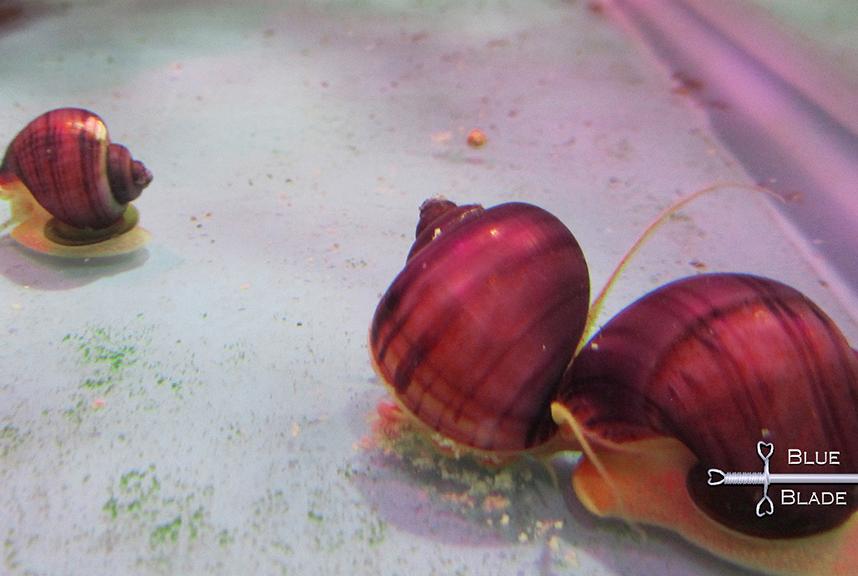 Mystery Snail (magenta) Juvenile