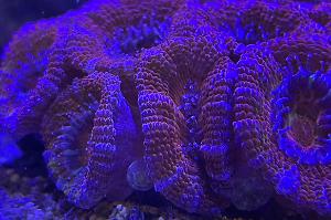 Rainbow Acan Thumbnail