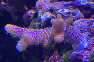 Pink Millepora Thumbnail