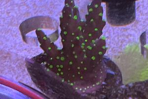 Purple Bonsai acropora Thumbnail