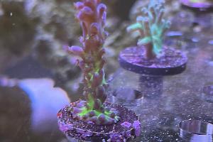 Miyagi tort acropora Thumbnail