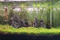 45CM Planted Shrimp Tank on Jun 10, 2022