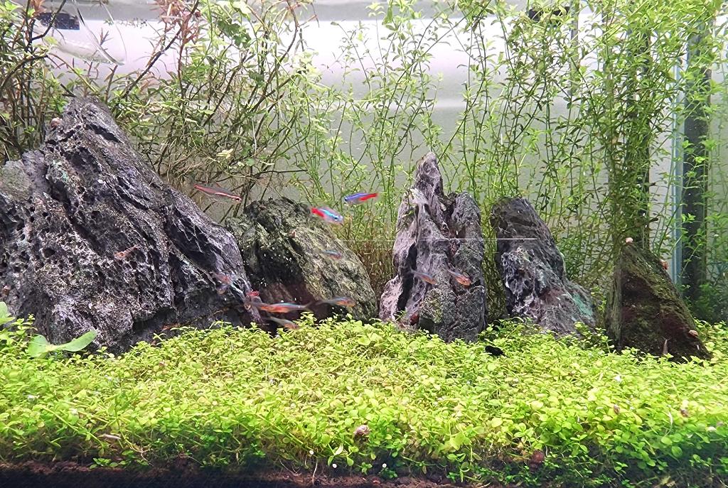 45CM Planted Shrimp Tank on Jun 10, 2022