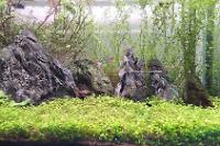 45CM Planted Shrimp Tank on Jun 10, 2022