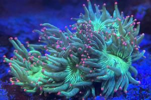 Elegance Coral Thumbnail